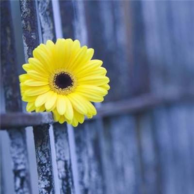 大发黄金版app下载下载手机版